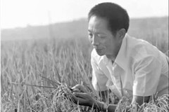 缅怀“国家脊梁”“杂交水稻之父”袁隆平
