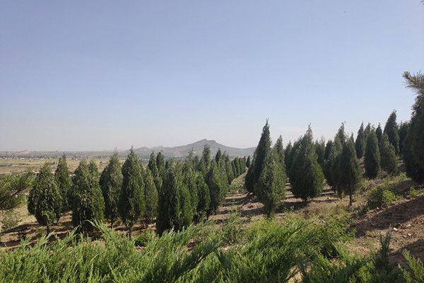 神岩山公墓景观