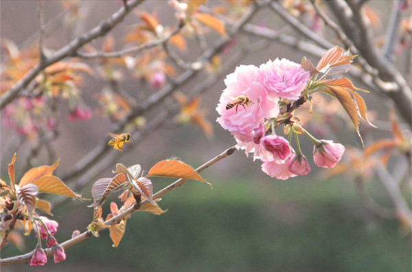 陵园花朵 陵园花朵