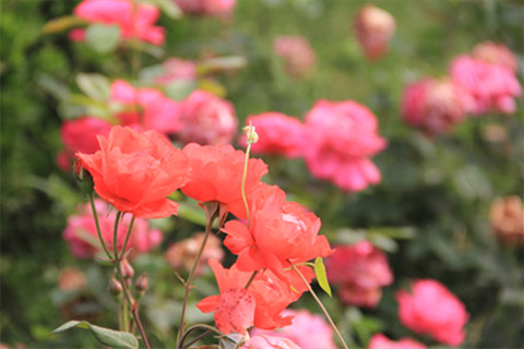 石家庄树葬陵园有哪些地方,树葬在哪里,什么价格