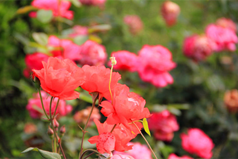 燕赵龙凤陵园2026年春节祭扫温馨提示