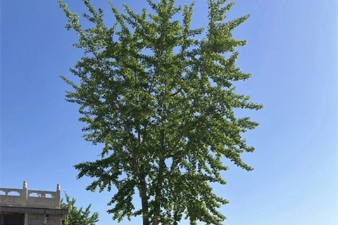 距市区仅15分钟：石家庄选合法墓地,常山陵园省钱又省心